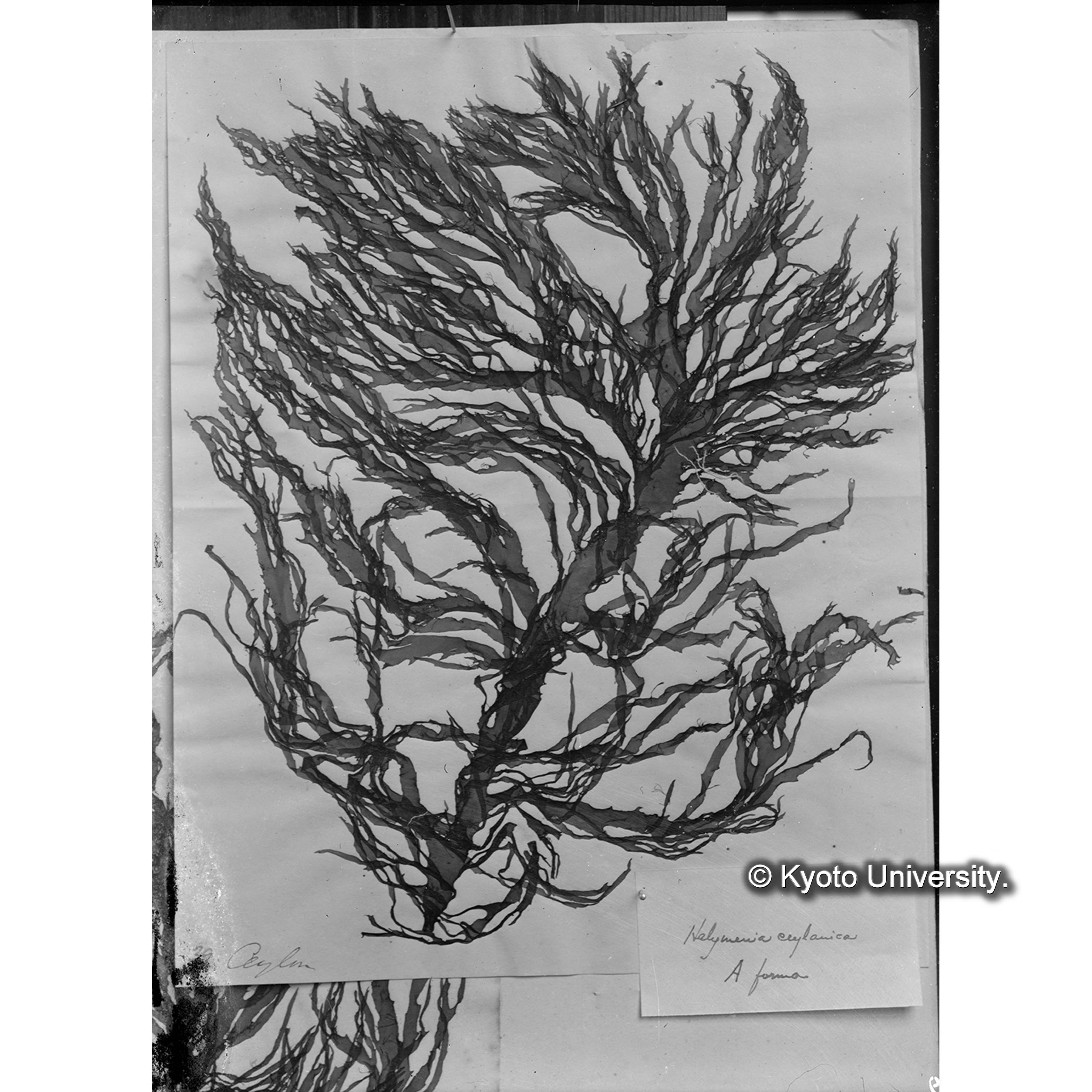 Halymenia ceylanica / A forma / Trinity college （写真帳番号 58） (4)