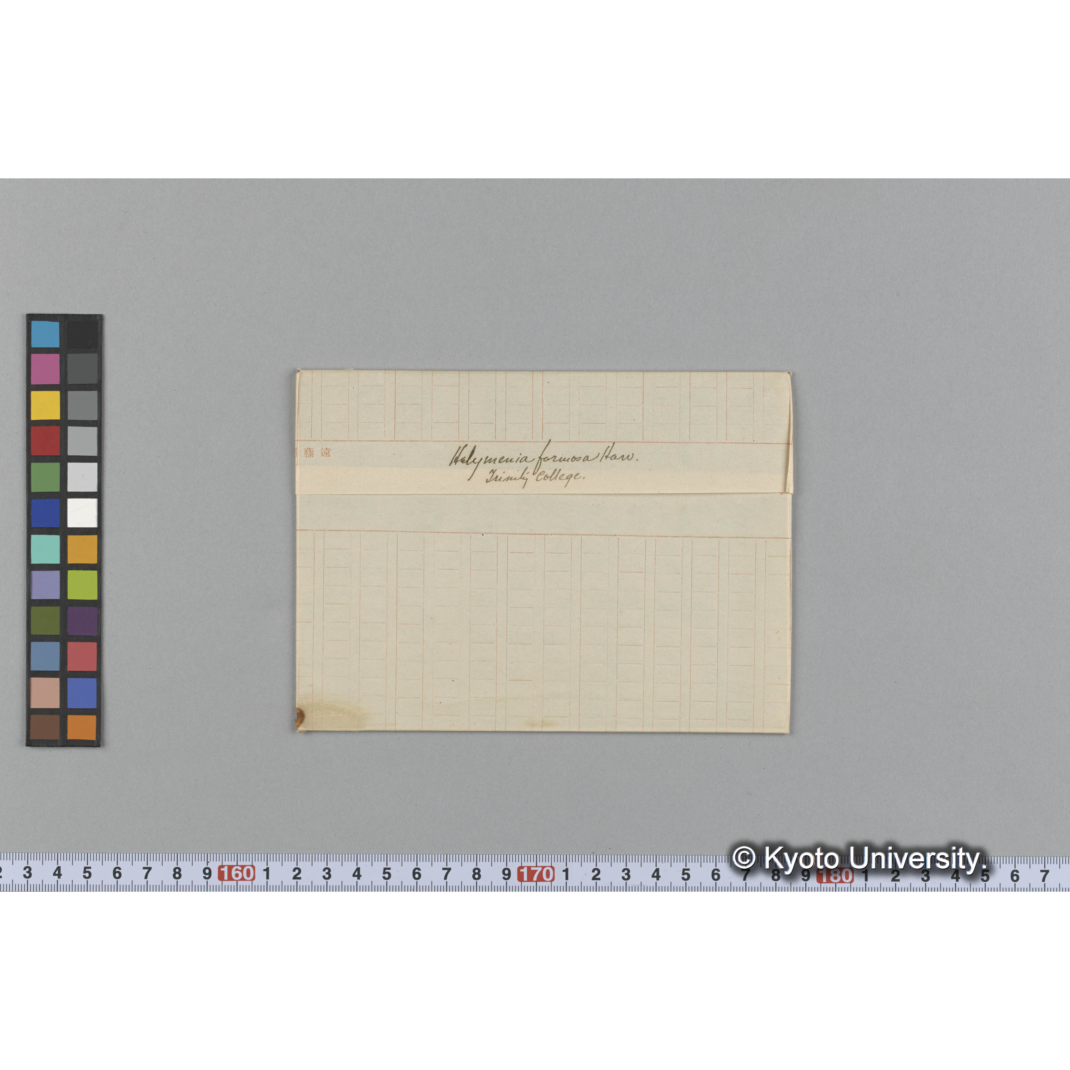 Halymenia formosa Harv. / Trinity College （写真帳番号 61） (1)