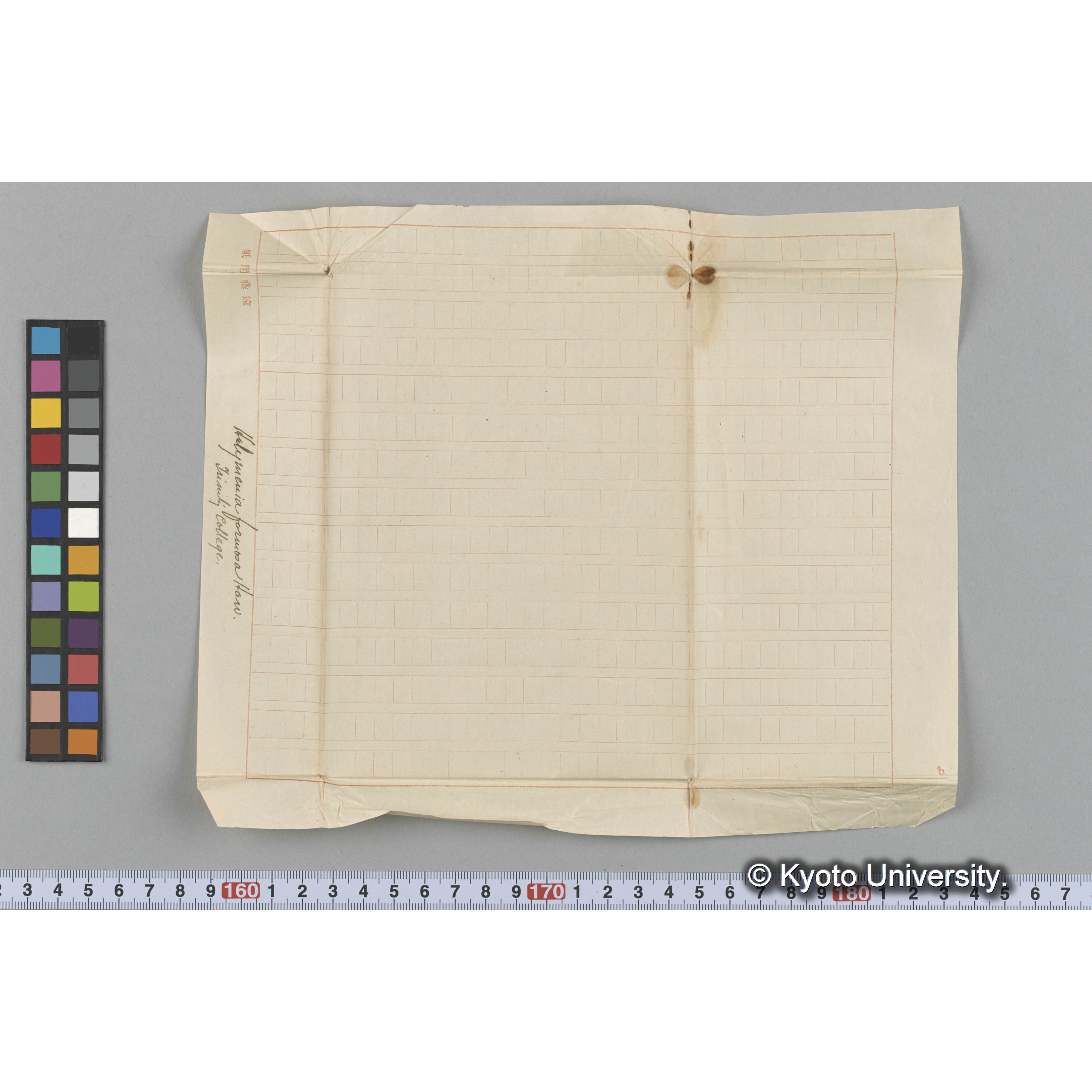 Halymenia formosa Harv. / Trinity College （写真帳番号 61） (3)