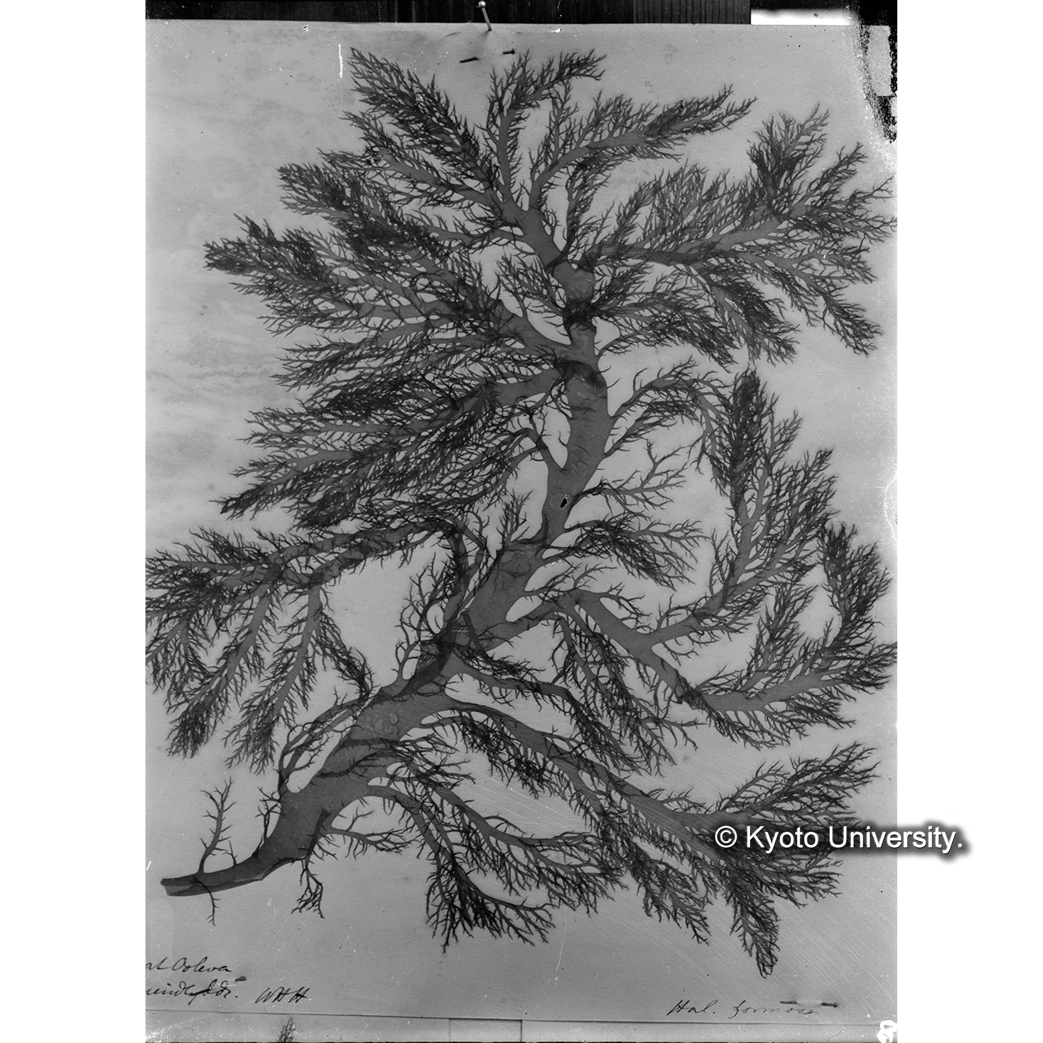 Halymenia formosa Harv. / Trinity College （写真帳番号 61） (4)