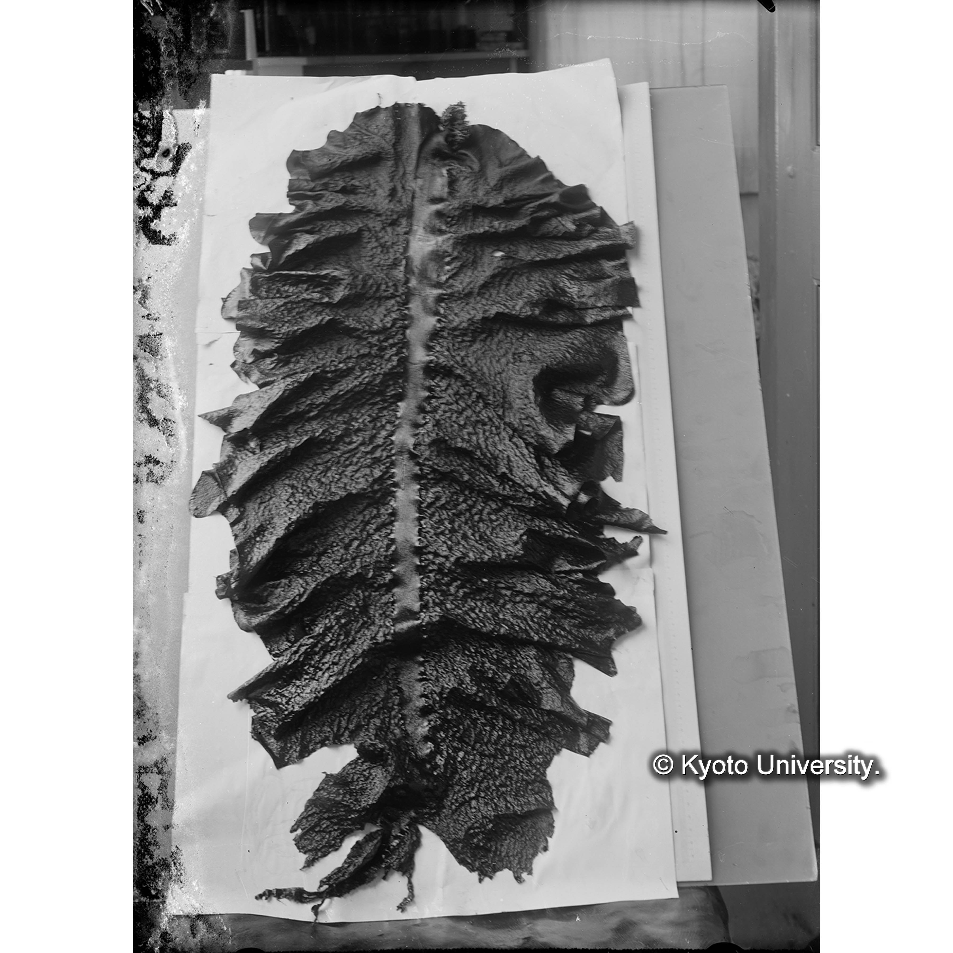 Hirome undarioides (4)