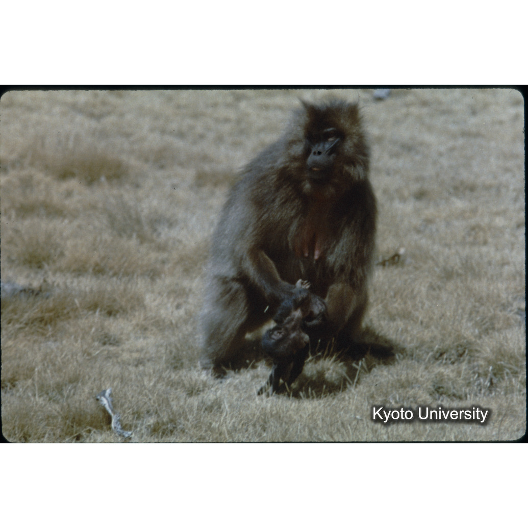 Sm　1973　681, 328, 388, 1217, 1218, 1276, 1219, 836, 386 (1)