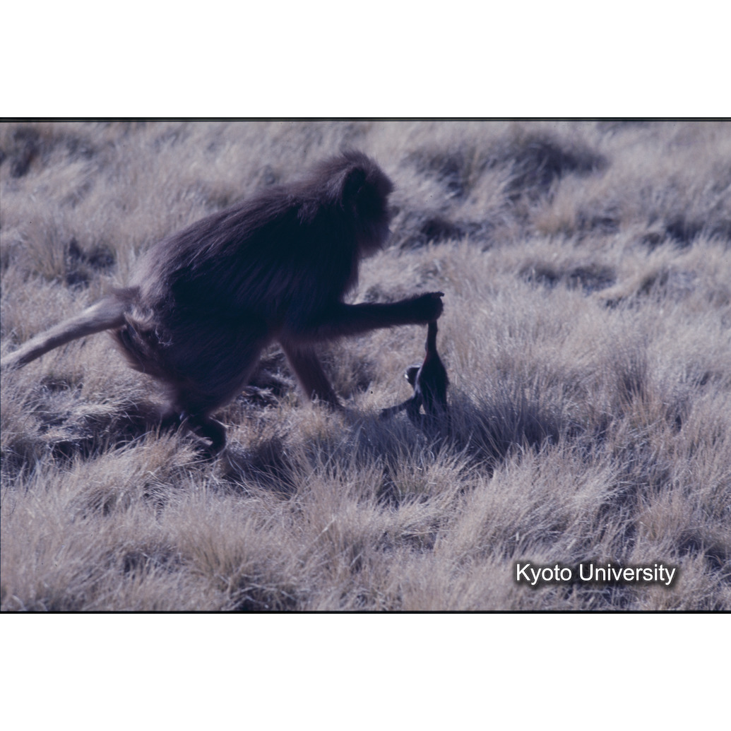 Sm　1973　681, 328, 388, 1217, 1218, 1276, 1219, 836, 386 (2)