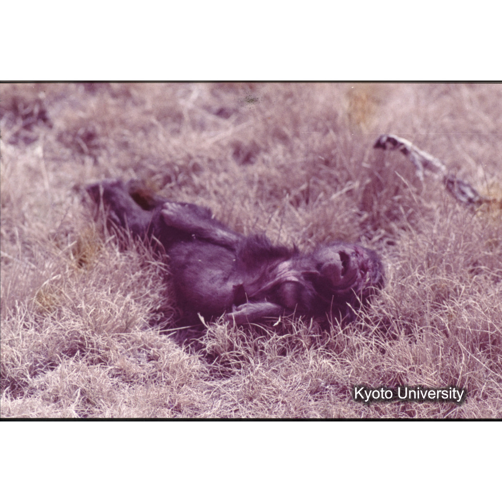 Sm　1973　681, 328, 388, 1217, 1218, 1276, 1219, 836, 386 (3)