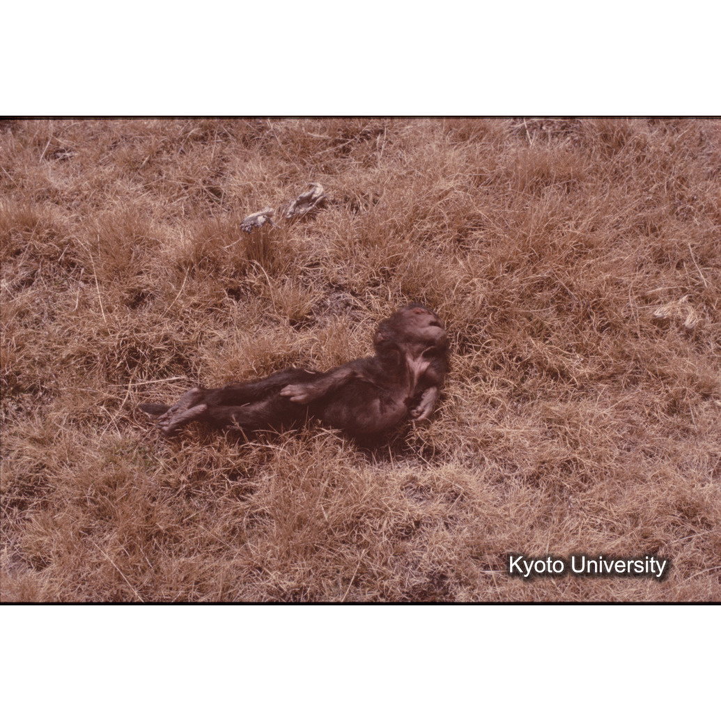 Sm　1973　681, 328, 388, 1217, 1218, 1276, 1219, 836, 386 (4)