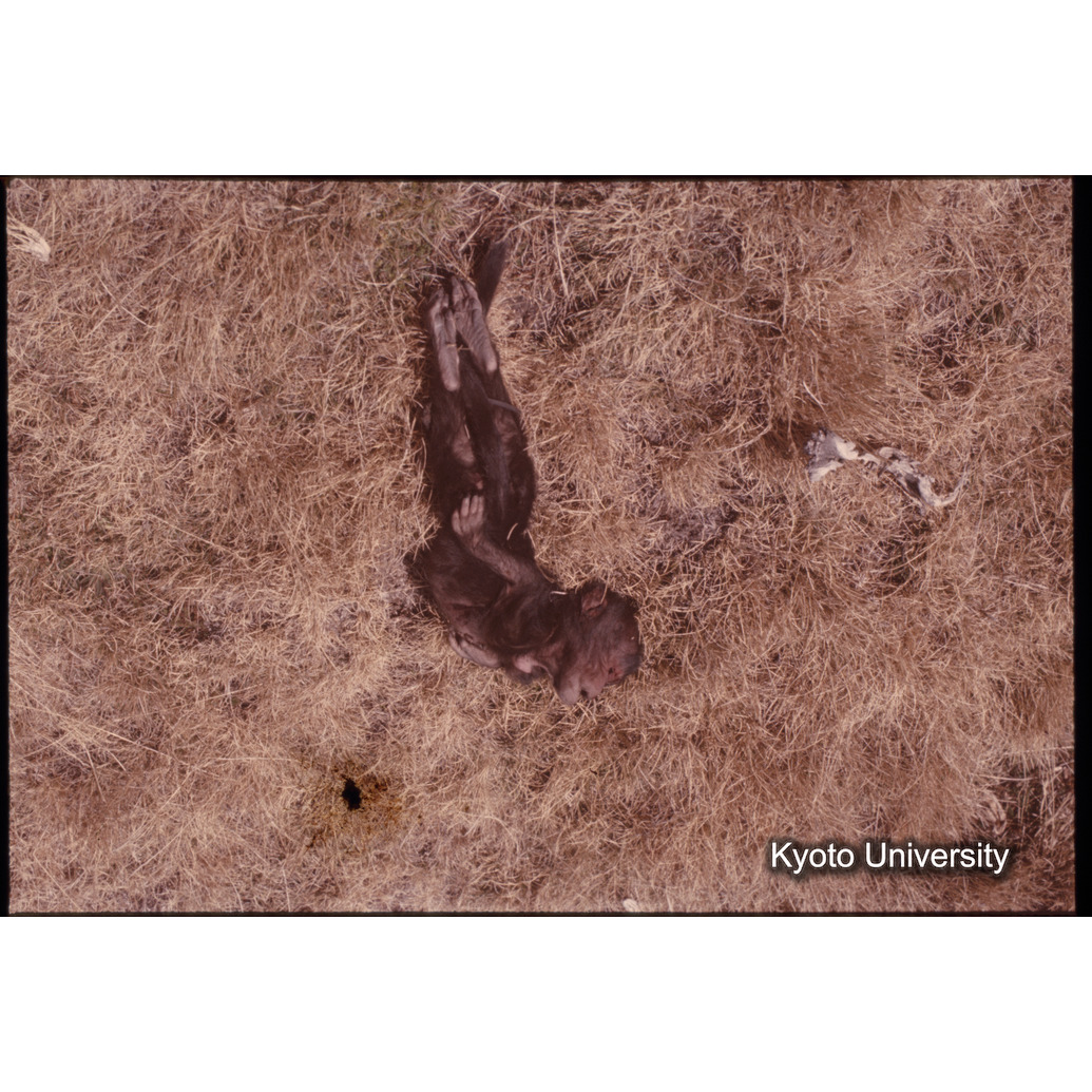 Sm　1973　681, 328, 388, 1217, 1218, 1276, 1219, 836, 386 (5)