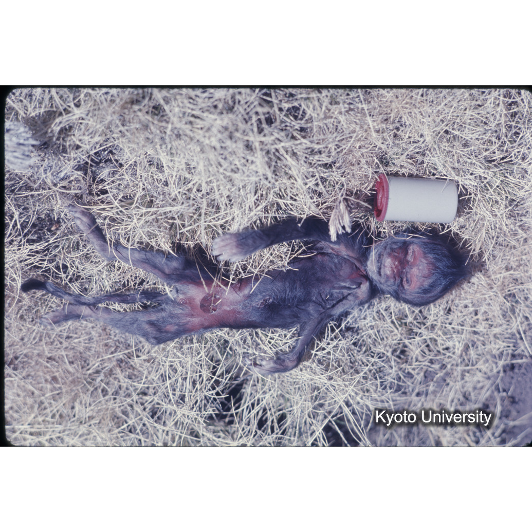 Sm　1973　681, 328, 388, 1217, 1218, 1276, 1219, 836, 386 (6)