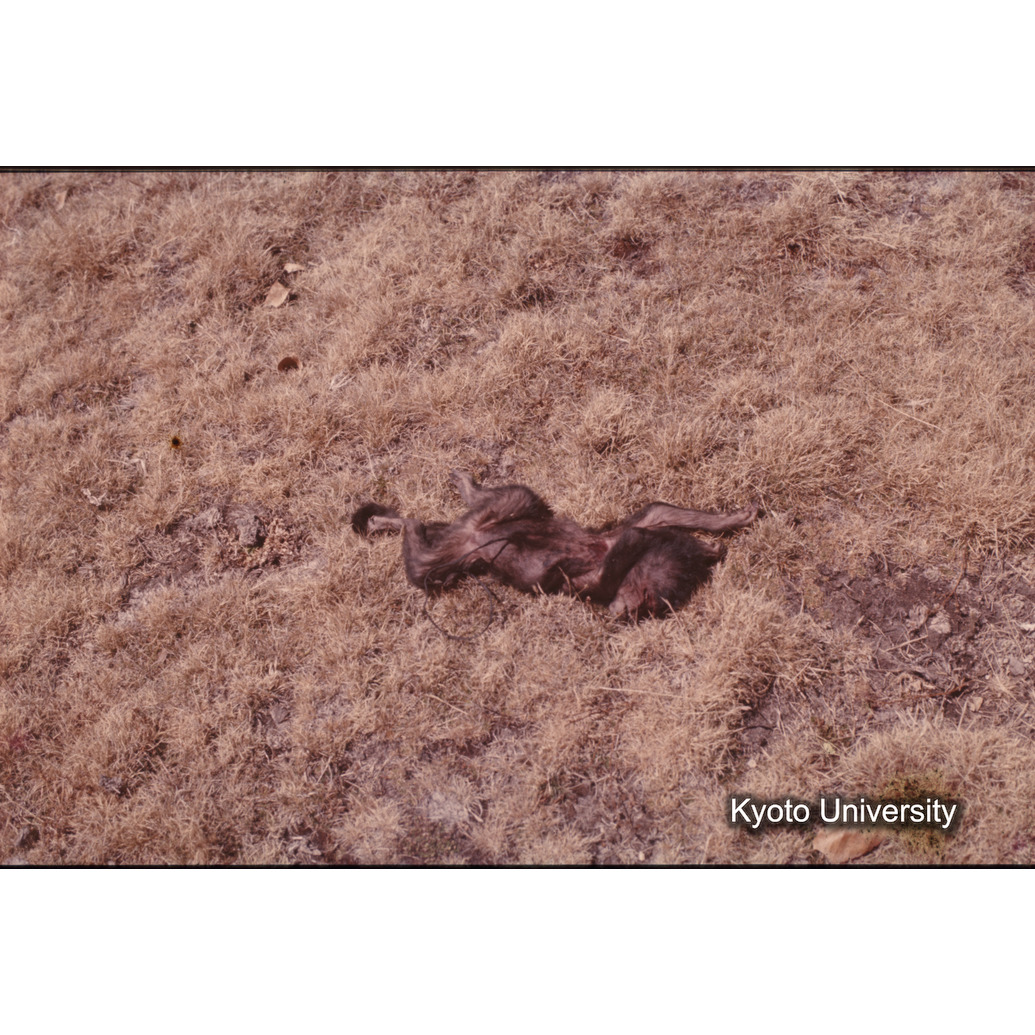 Sm　1973　681, 328, 388, 1217, 1218, 1276, 1219, 836, 386 (7)