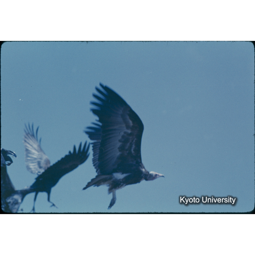 Sm　1973　681, 328, 388, 1217, 1218, 1276, 1219, 836, 386 (8)