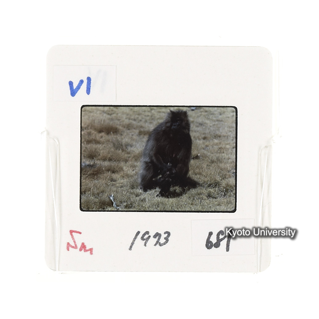 Sm　1973　681, 328, 388, 1217, 1218, 1276, 1219, 836, 386 (10)