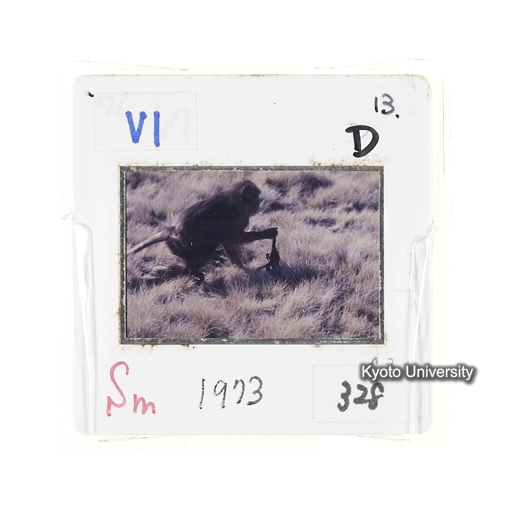 Sm　1973　681, 328, 388, 1217, 1218, 1276, 1219, 836, 386 (11)