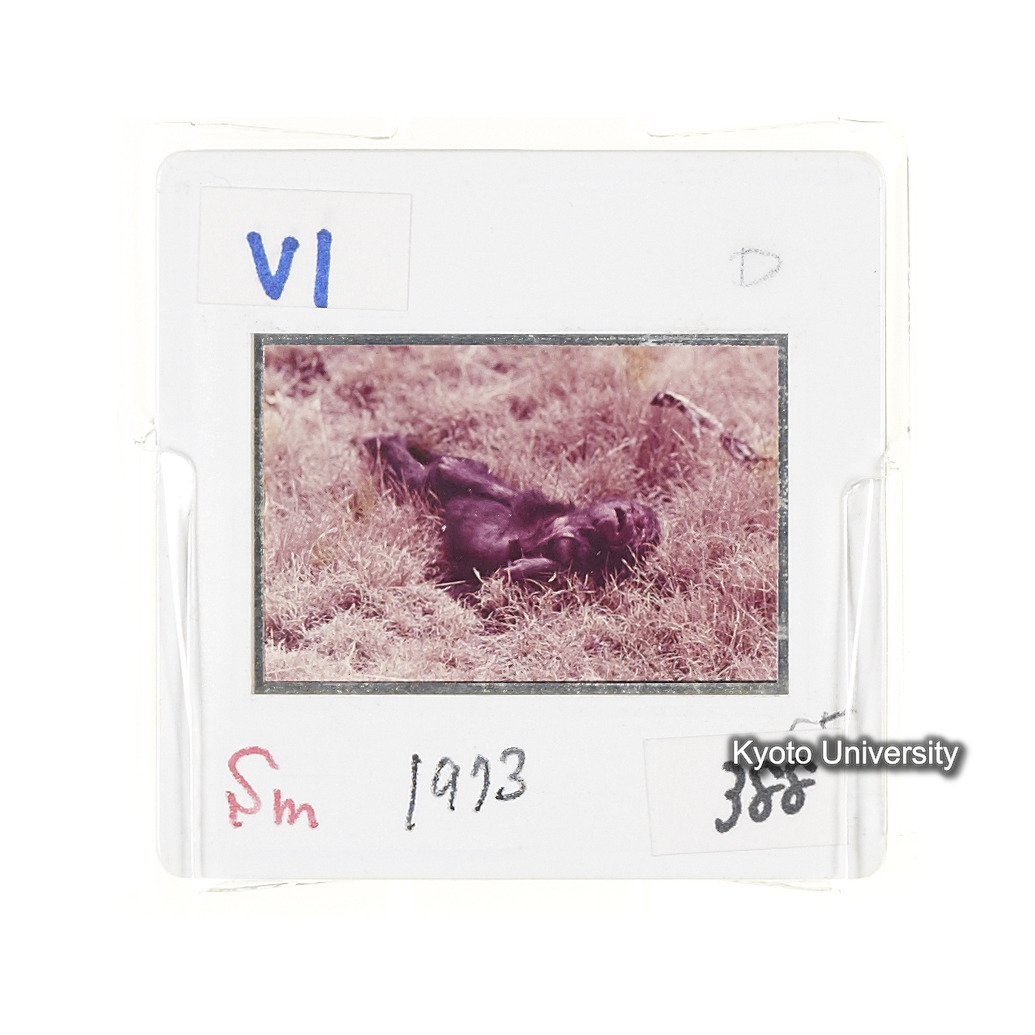 Sm　1973　681, 328, 388, 1217, 1218, 1276, 1219, 836, 386 (12)