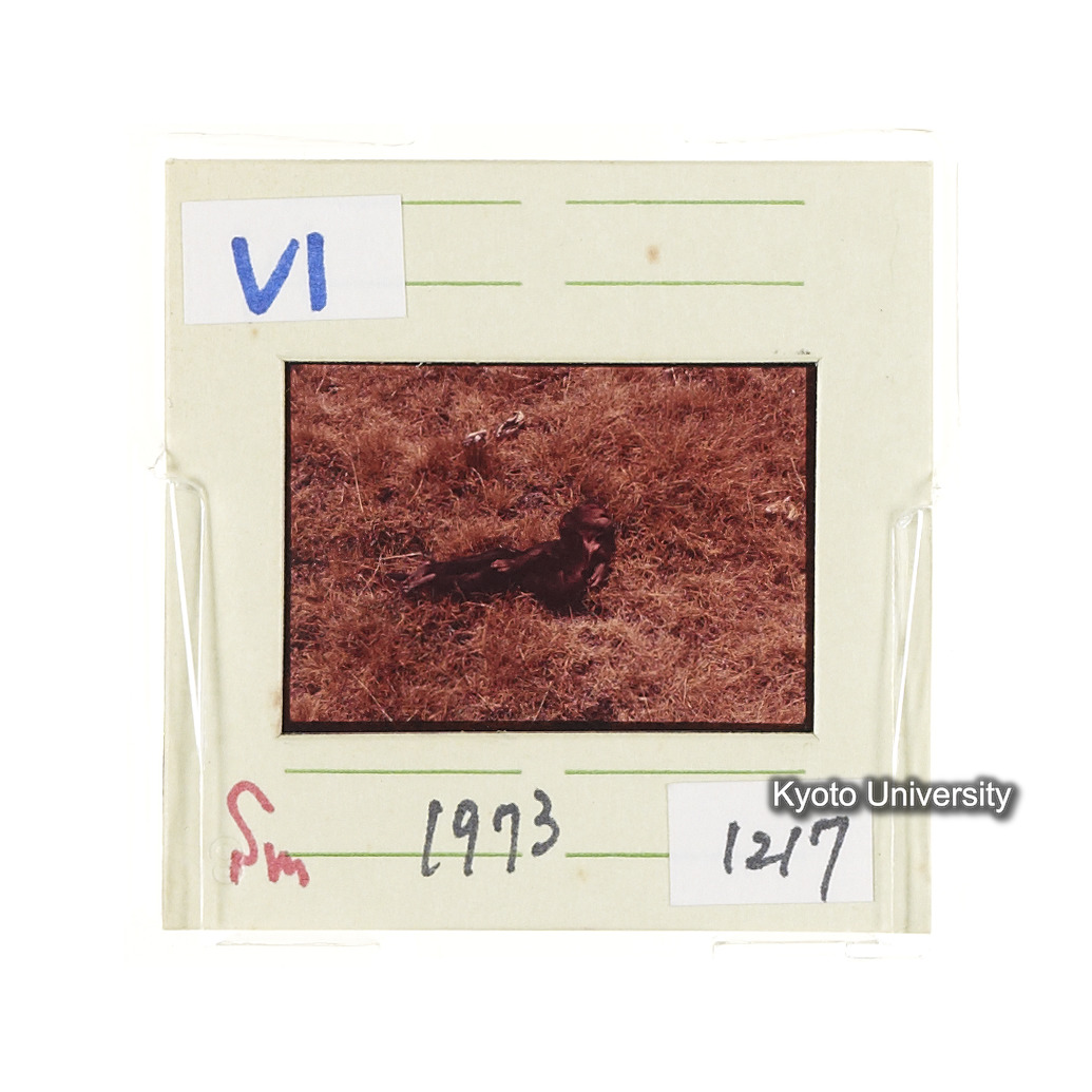 Sm　1973　681, 328, 388, 1217, 1218, 1276, 1219, 836, 386 (13)