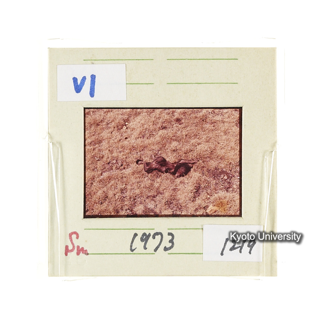 Sm　1973　681, 328, 388, 1217, 1218, 1276, 1219, 836, 386 (16)