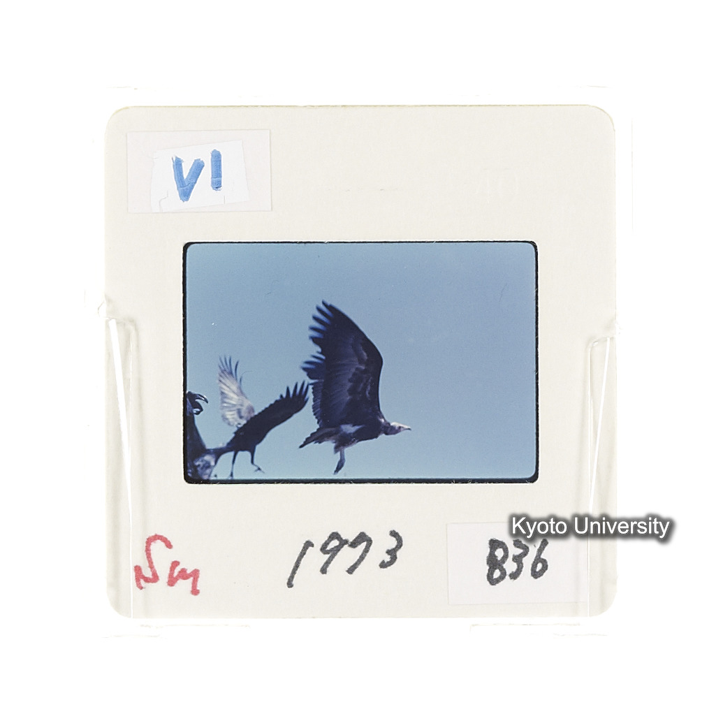 Sm　1973　681, 328, 388, 1217, 1218, 1276, 1219, 836, 386 (17)