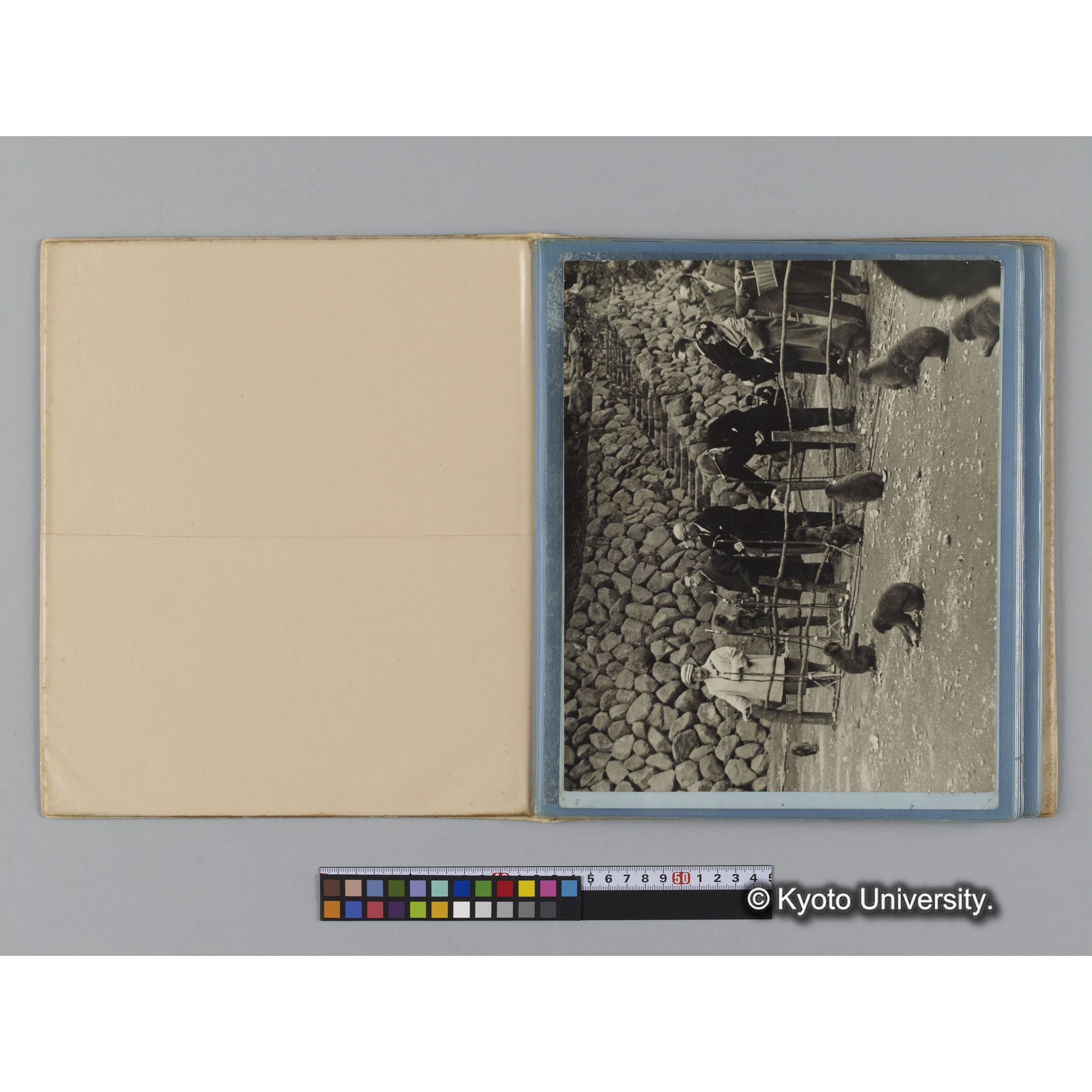 アルバム７，日本モンキーセンター関係写真（ゴリラ探検写真含） (2)