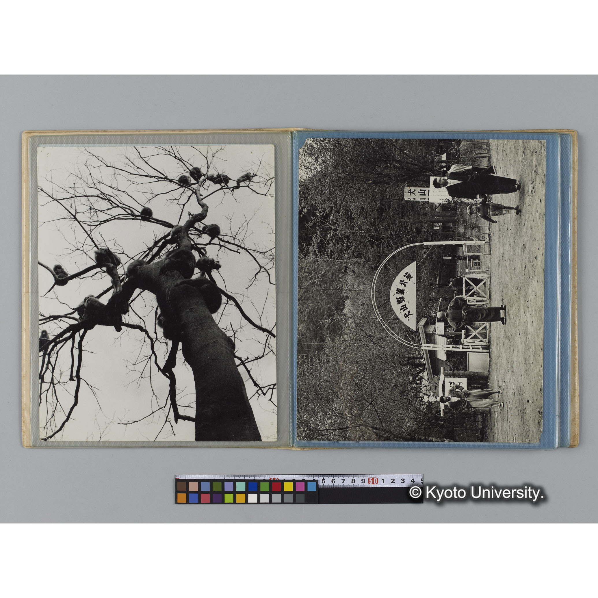 アルバム７，日本モンキーセンター関係写真（ゴリラ探検写真含） (3)