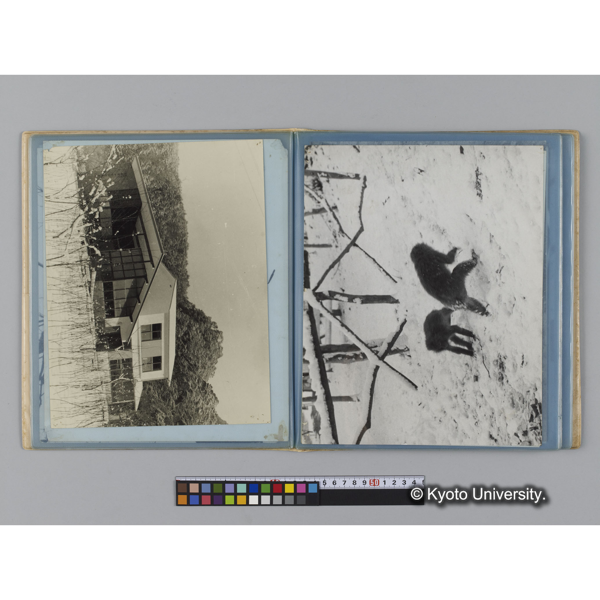 アルバム７，日本モンキーセンター関係写真（ゴリラ探検写真含） (4)