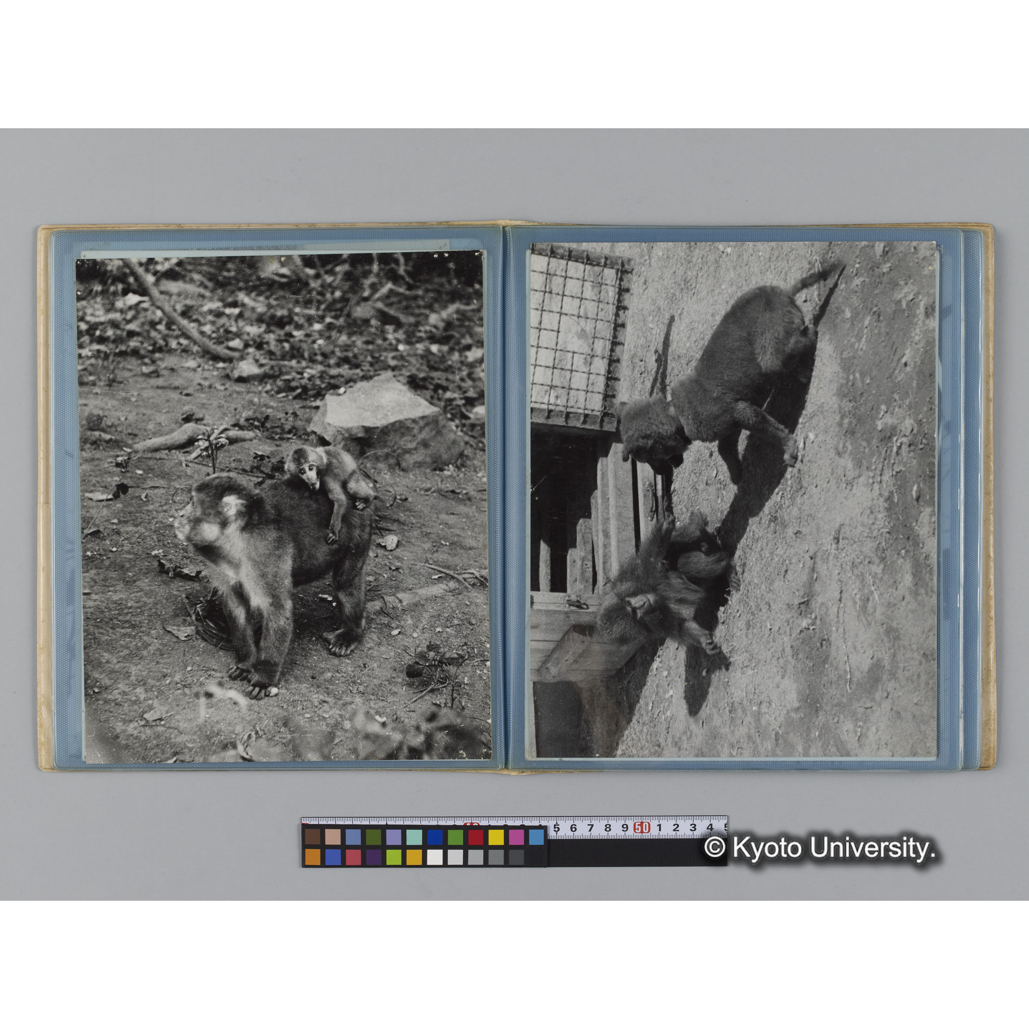 アルバム７，日本モンキーセンター関係写真（ゴリラ探検写真含） (5)