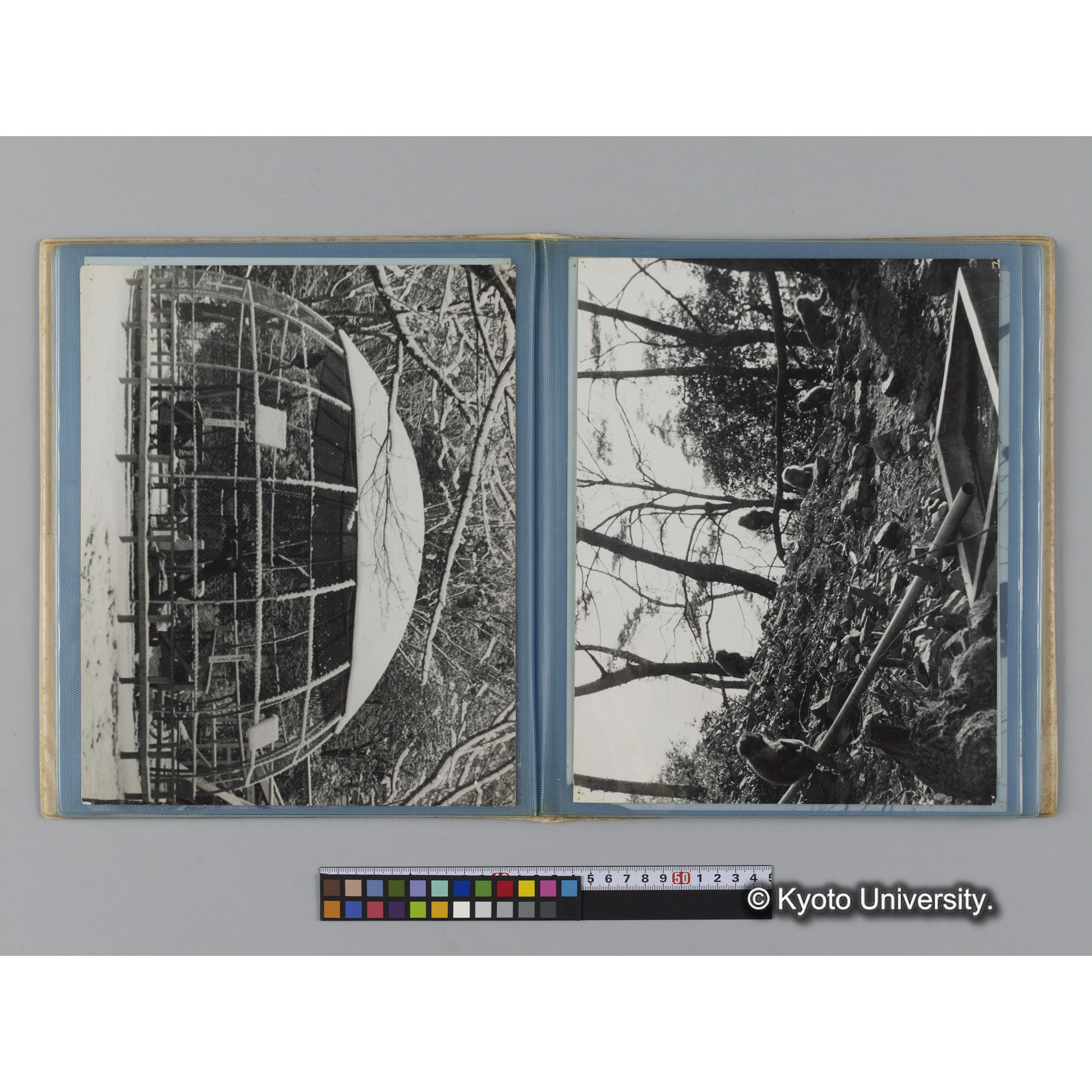 アルバム７，日本モンキーセンター関係写真（ゴリラ探検写真含） (6)