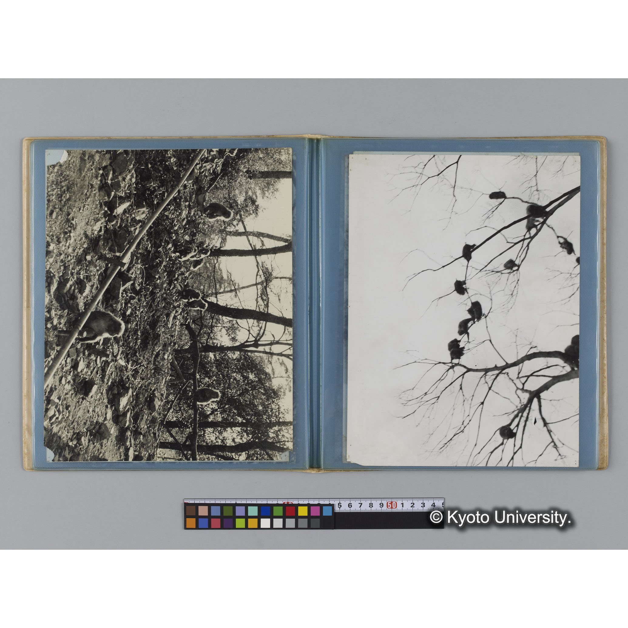 アルバム７，日本モンキーセンター関係写真（ゴリラ探検写真含） (7)