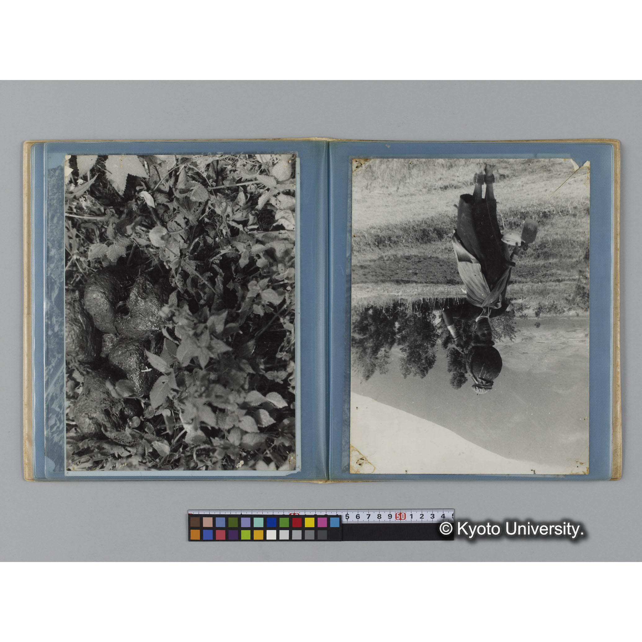 アルバム７，日本モンキーセンター関係写真（ゴリラ探検写真含） (8)