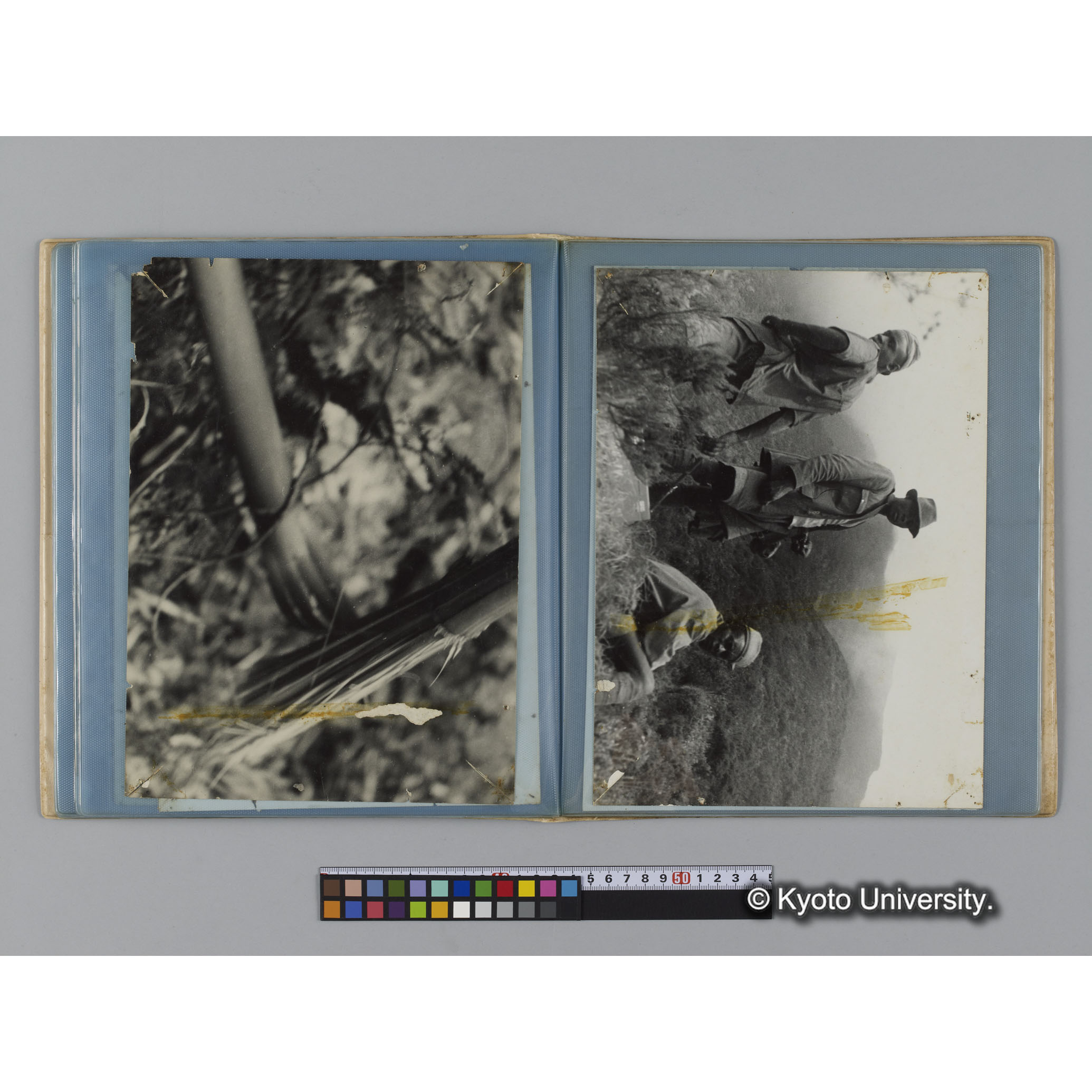 アルバム７，日本モンキーセンター関係写真（ゴリラ探検写真含） (10)