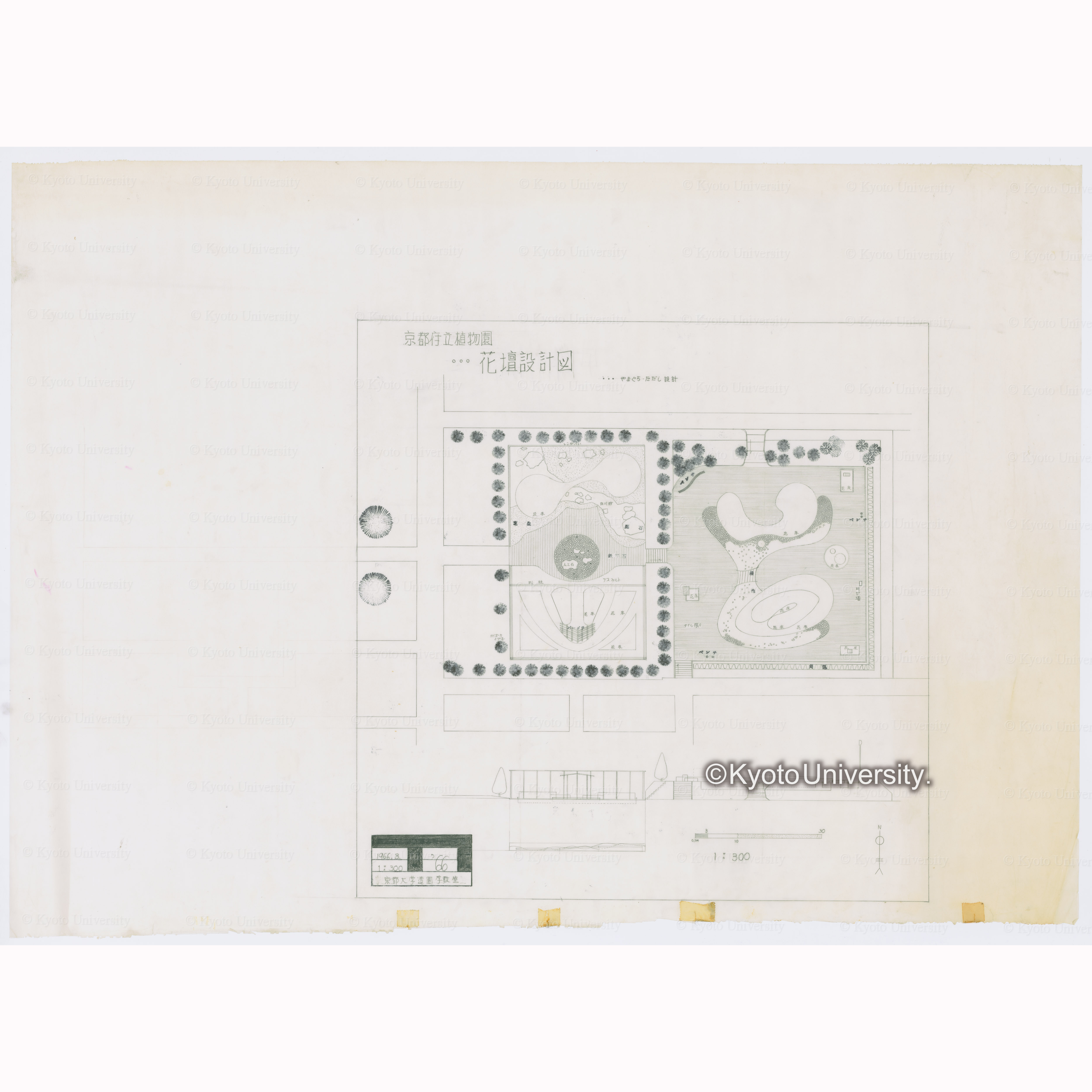 京都府立植物園花壇設計図　やまぐち・ただし設計　1966.3.　1:300　京都大学造園学教室 (1)