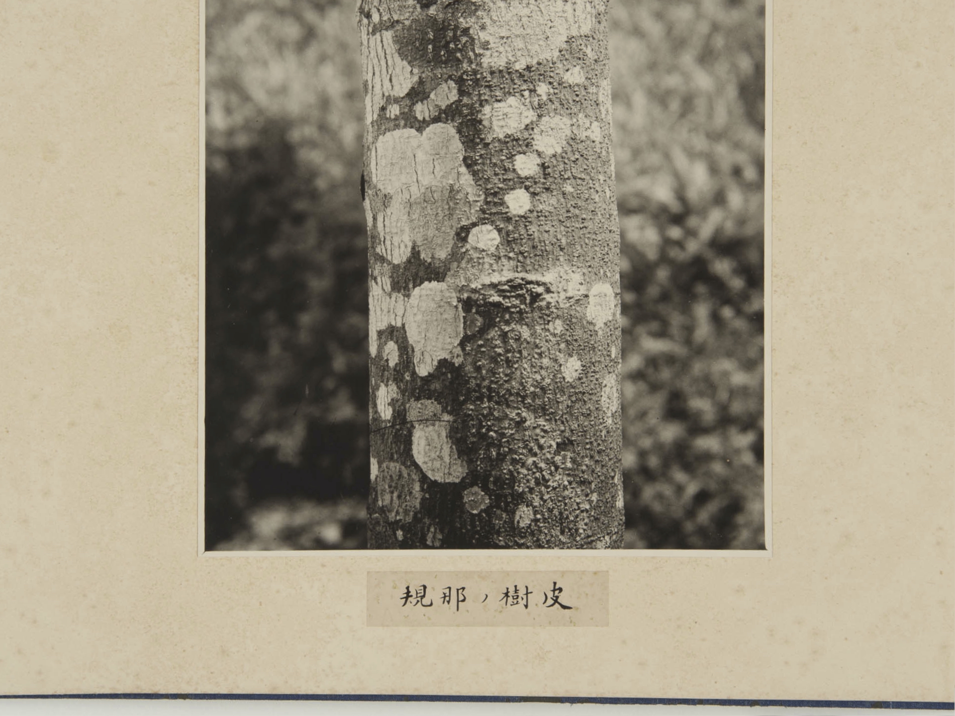 京都大学演習林関係資料, 1928-1986, 台湾天覧アルバム-35.