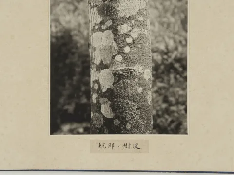 京都大学演習林関係資料, 1928-1986, 台湾天覧アルバム-35.